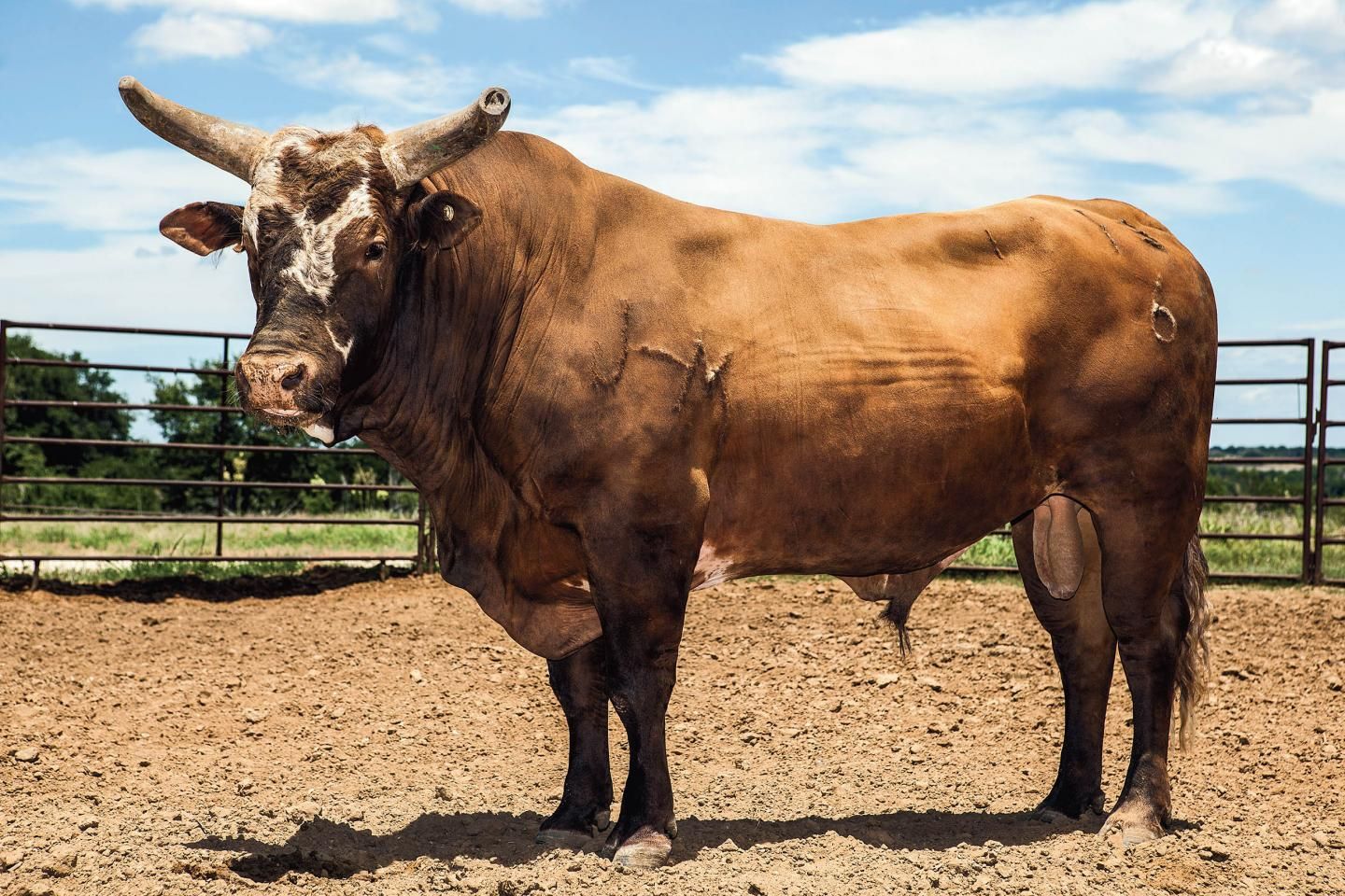 Bushwacker the Bull