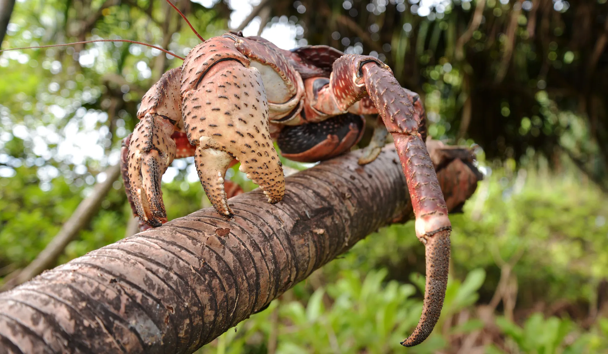 Coconut Crab in Tree