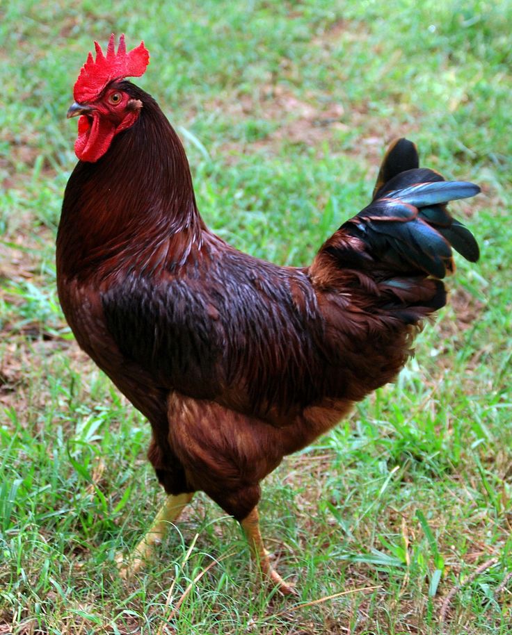 Rhode Island Red Chickens