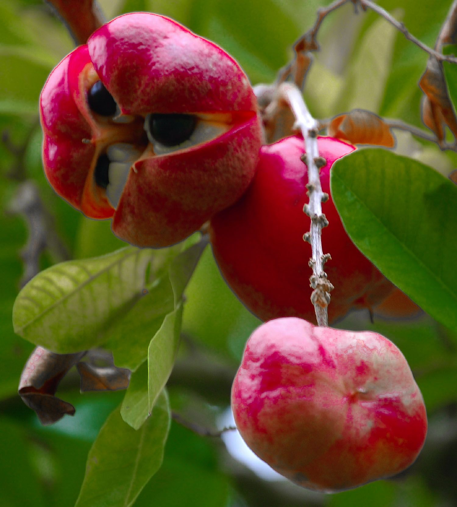 Exotic Rambutan Fruit