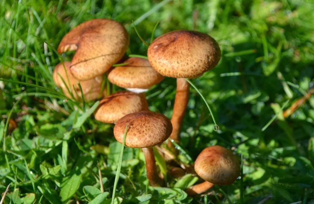 Mushrooms in the forest