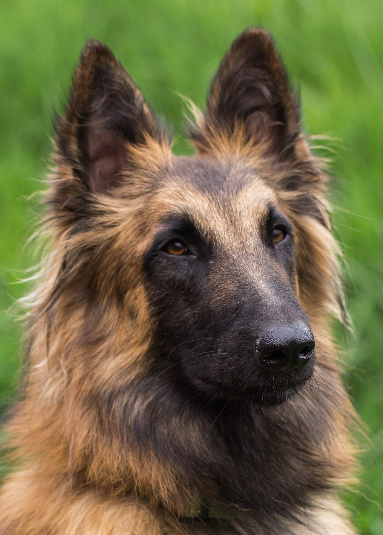 Belgian Malinois - Great Guard Dog or Perfect Pet?