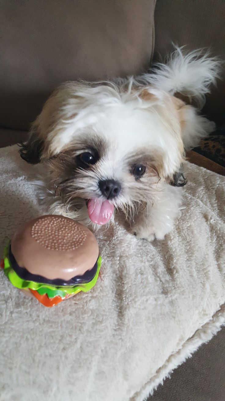 Bubba the Wonder Dog lounging cutely