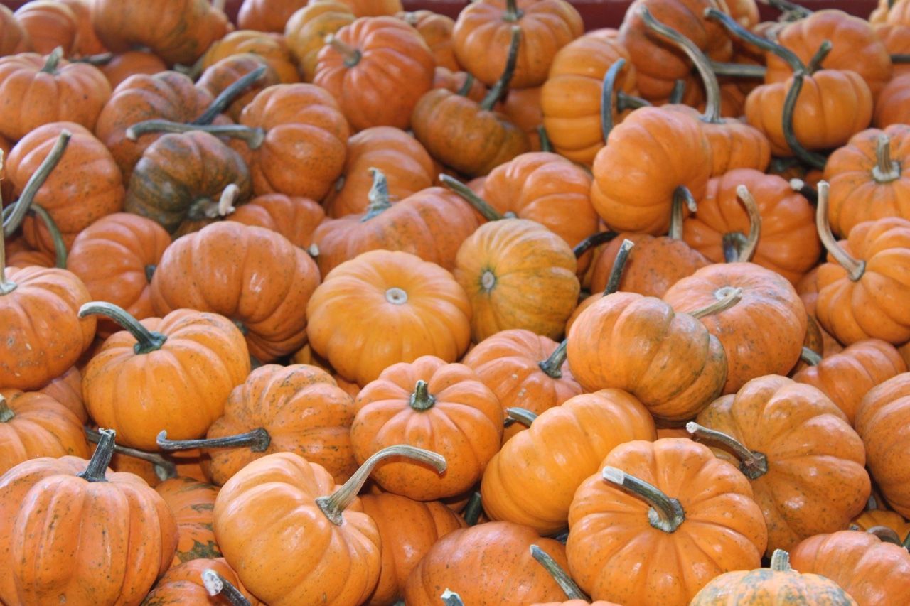 Mini Pumpkins