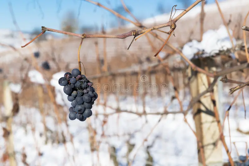 Bunch of Winter Grapes with Snow