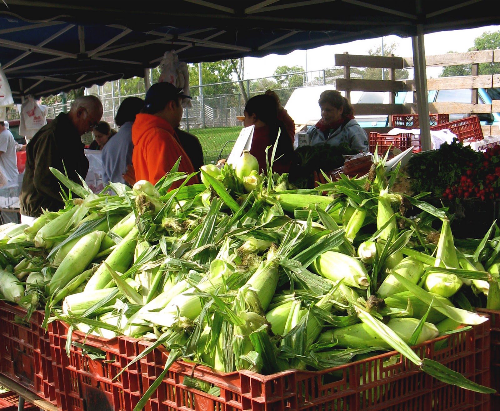 Fresh sweet corn at the farmers market