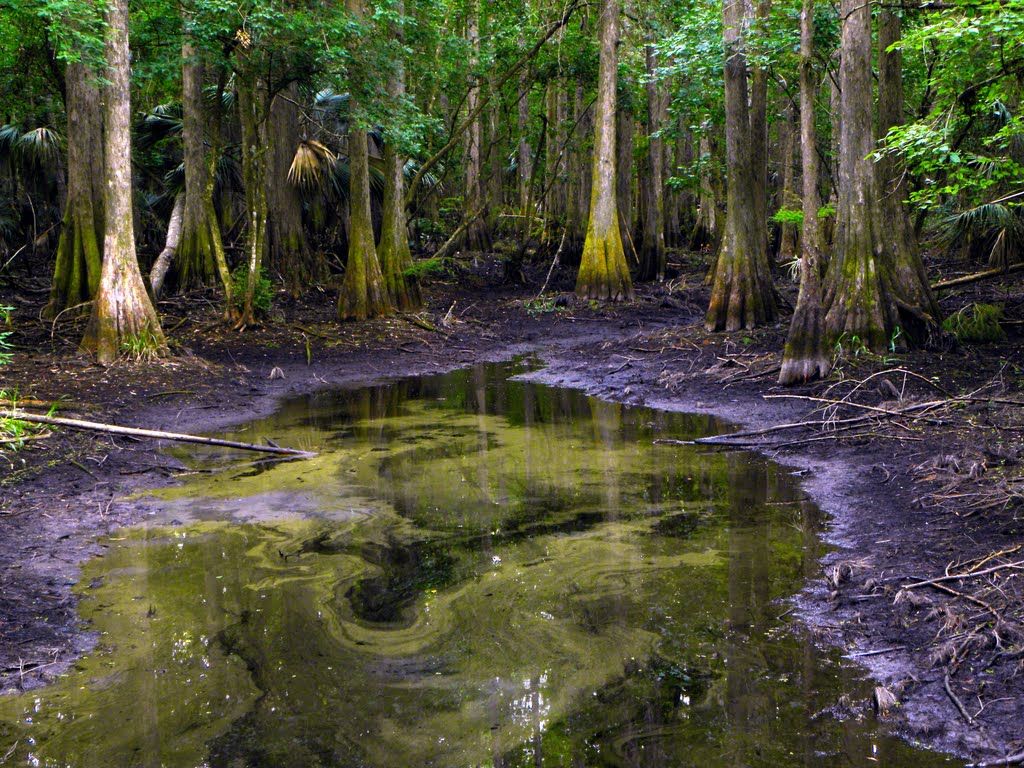 Murky swamp water