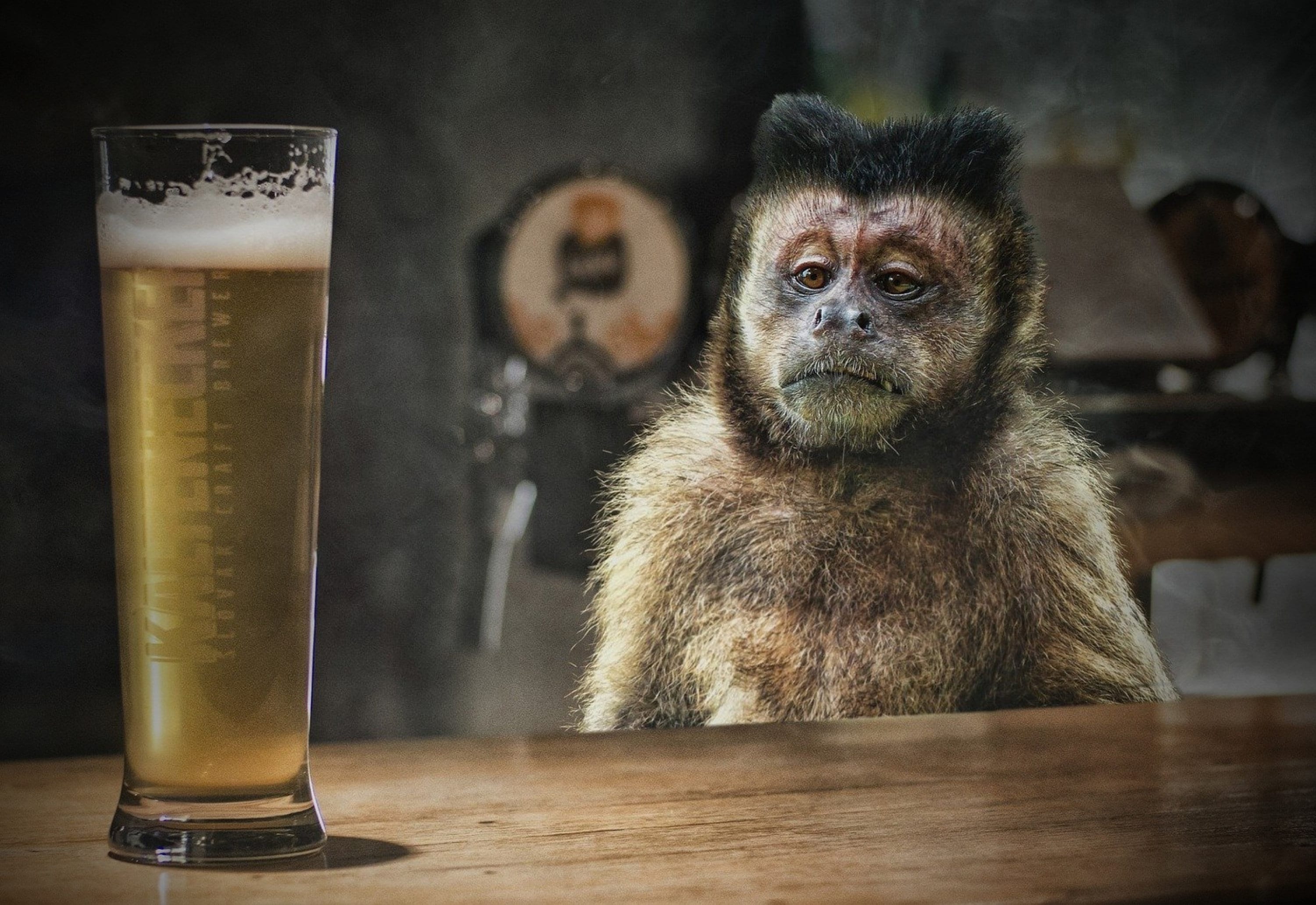 Drunk Monkey Art