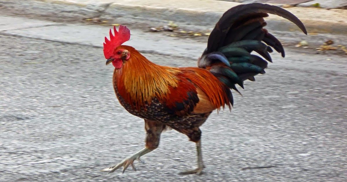 Gypsy Chickens of Key West