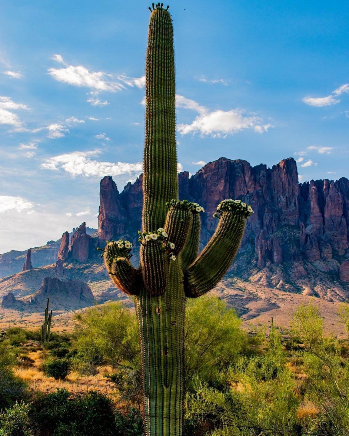 Where to See Saguaro Cactus in Phoenix