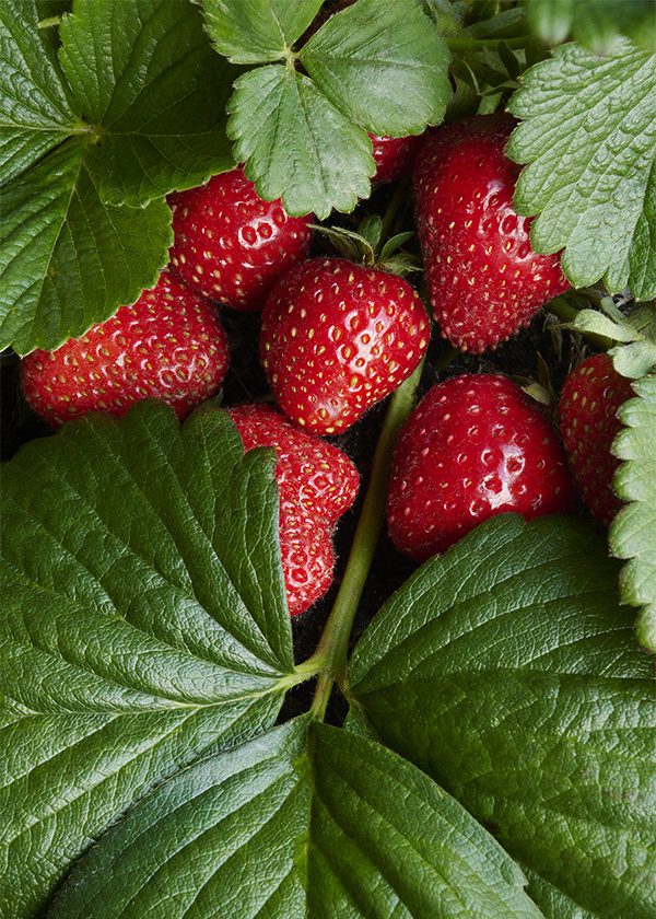 Growing Delicious Strawberries
