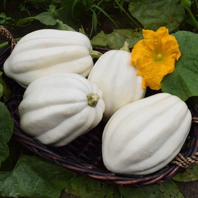 10 Seeds MASHED POTATO White Acorn Squash