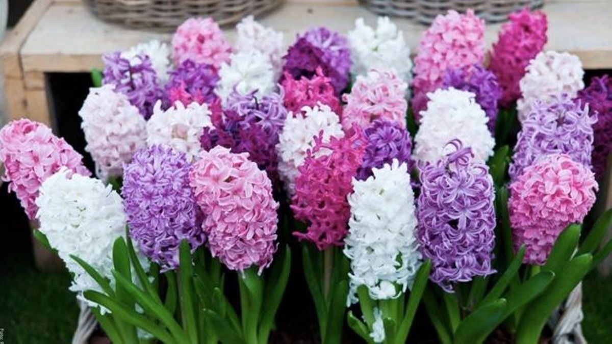 Beautiful Hyacinths in Bloom