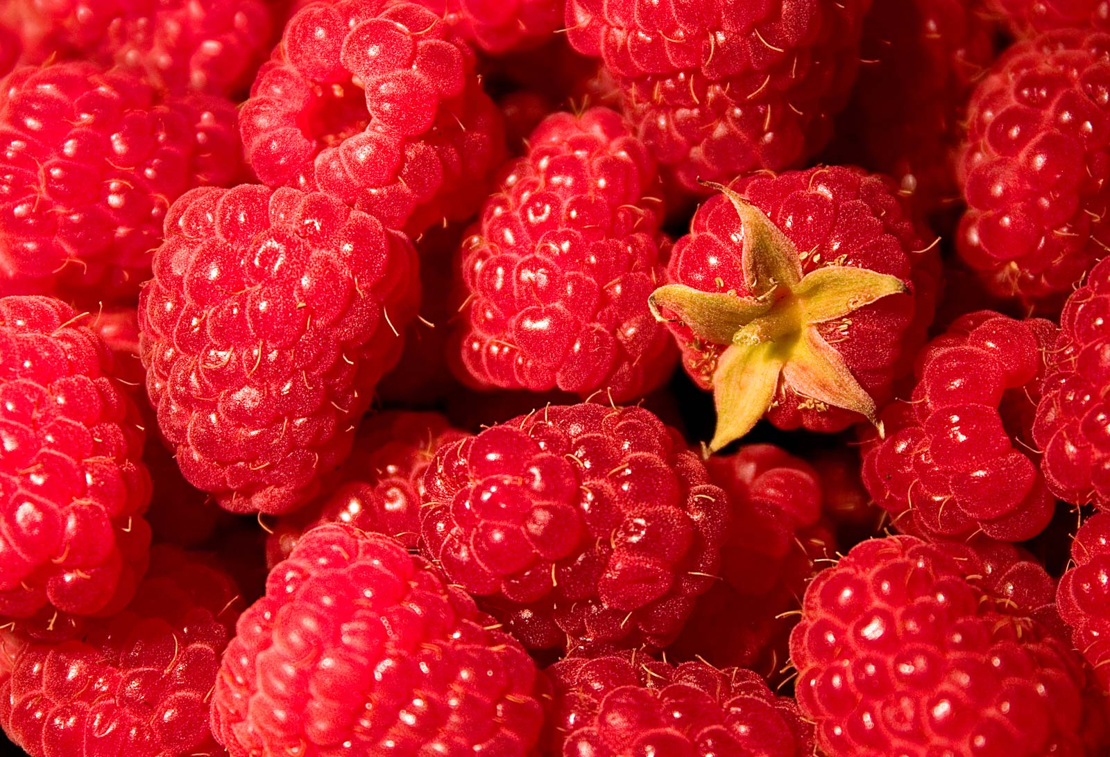 Rubus Berries Production in Australia